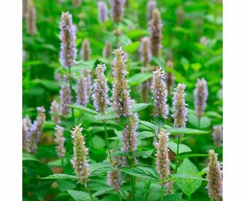Patchouli Indonesia Essential Oil