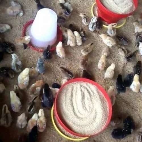 Poultry Farm Cheeks