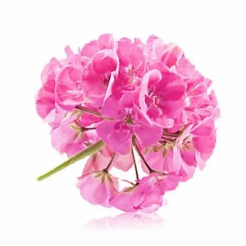 Rose Geranium Essential Oil