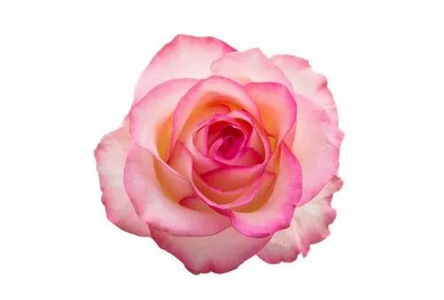 Rose Otto Essential Oil - 1kg to 180kg Packaging, Steam Form, 100% Pure, For Adult Females, Store in Dry Place