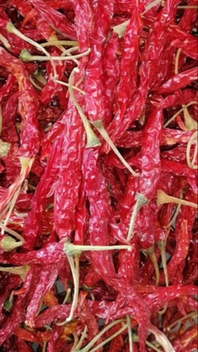 Syngenta 5531 Dry Red Chilli