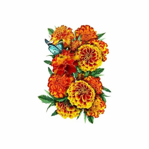 Tagetes Essential Oil
