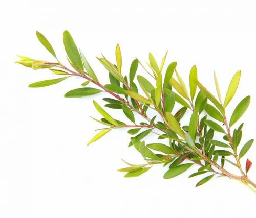Tea Tree Natural Essential Oil