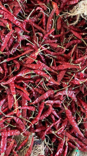 Teja Chilli
