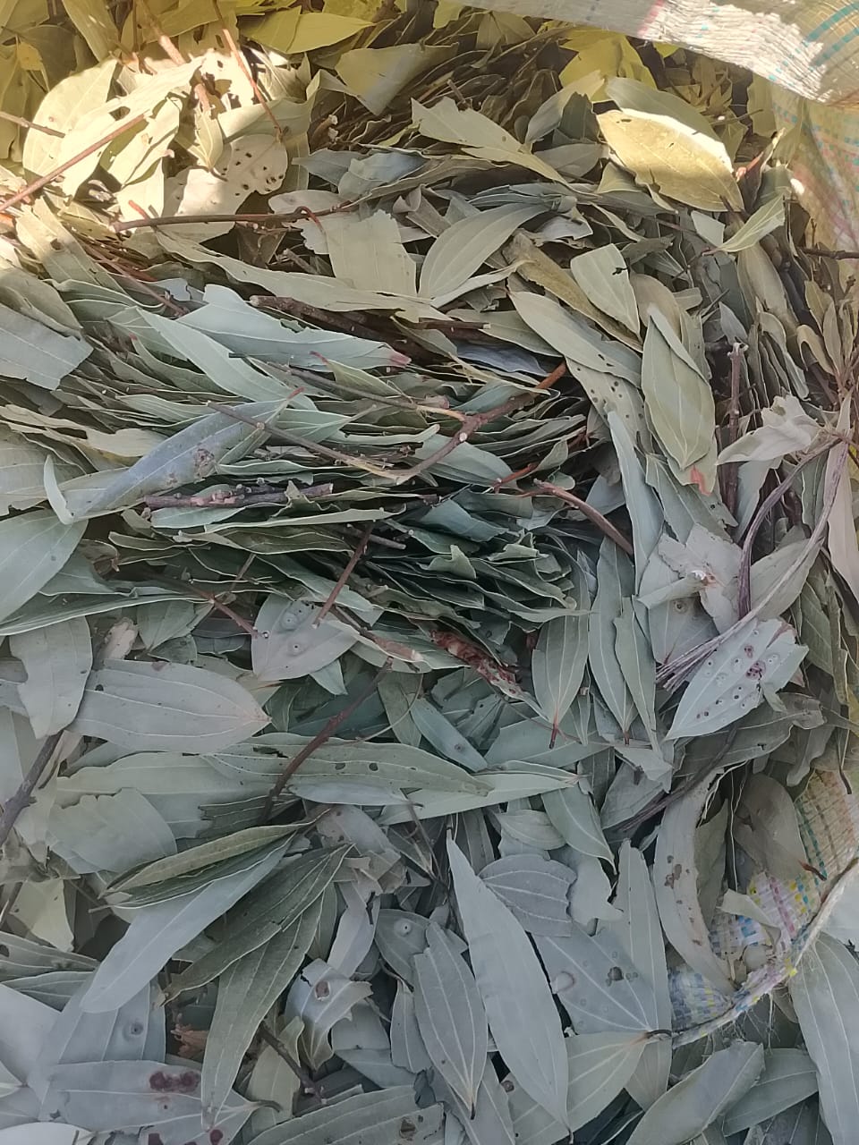 Bay Leave