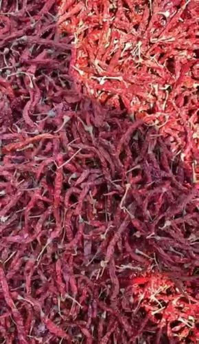 5531 Super Deluxe Red Chilli