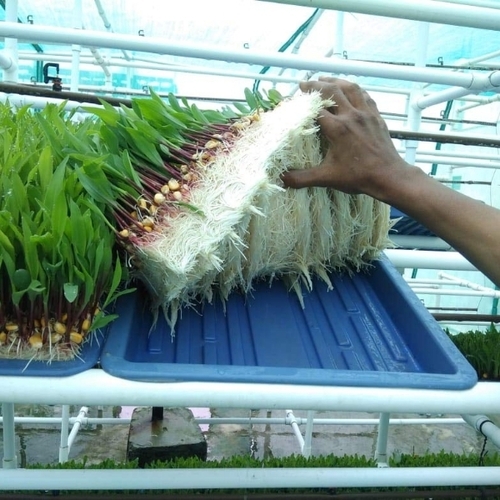 Hydrophonix Germination Plastic Tray