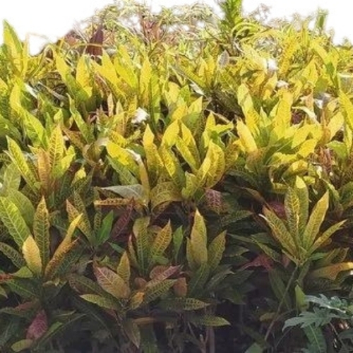 क्रोटन गार्डन पौधा