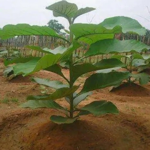 Teak Plant
