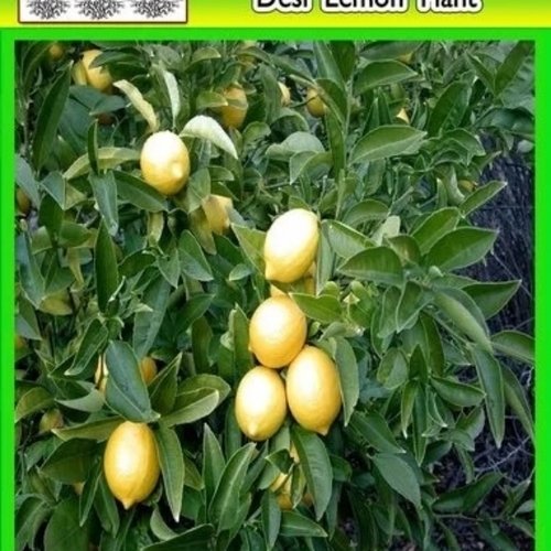 Lemon Tree