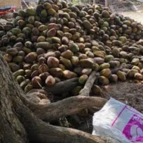 De Husked Coconut