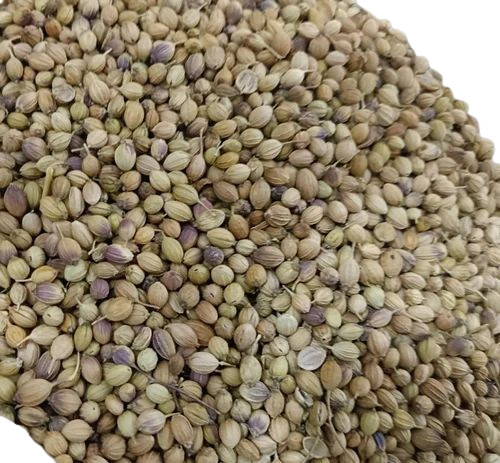 Coriander Seed