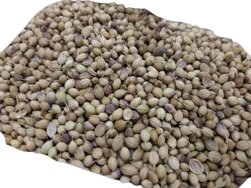 Eagle Plus Coriander Seed