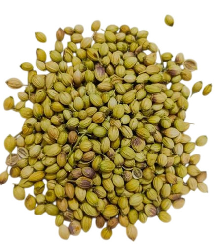 Green Coriander Seed