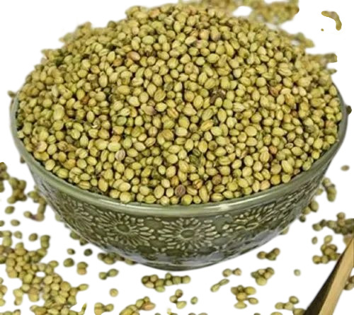 Hybrid Coriander Seed