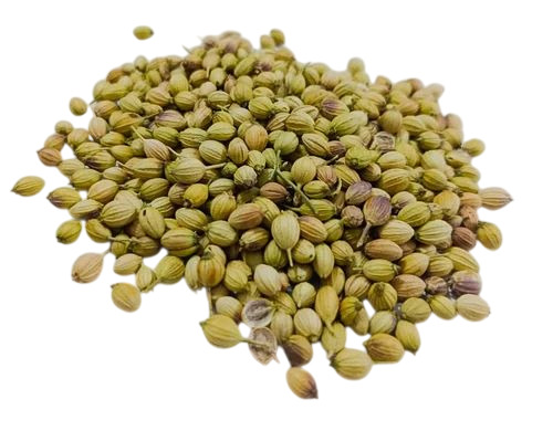 Pure Coriander Seed