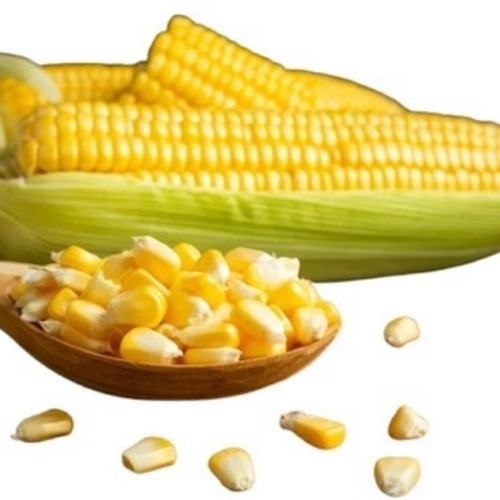 Fiber Rich Maize Sweet Corn