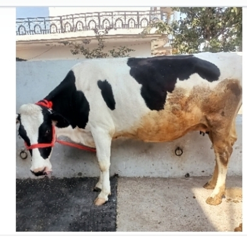 Hf Cow