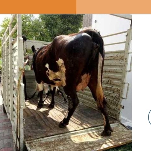 Housen Brid Cow