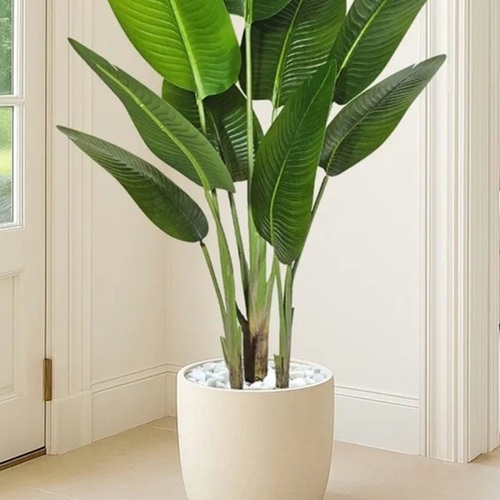 Plant