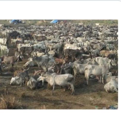 Sahiwal Cows