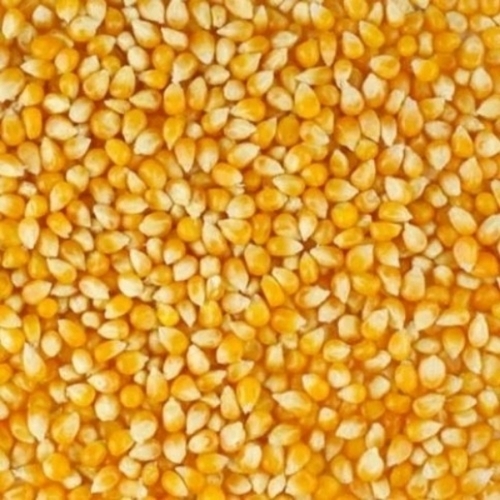 Sweet Flavor Raw Maize