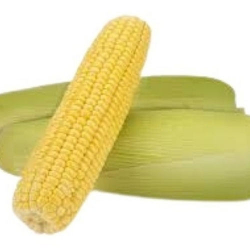 Yellow Sweet Corn