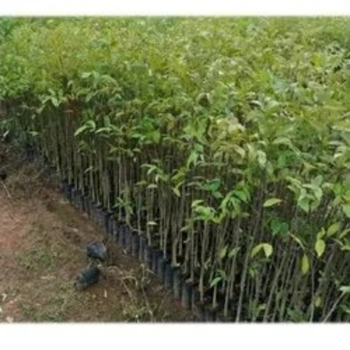 Agarwood Plants