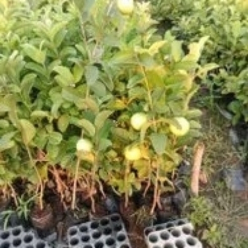 Guava Plant