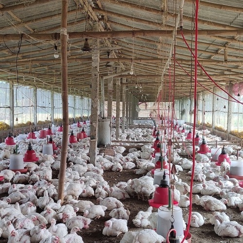 Live Chicken By Jay Ratna Poultry