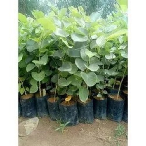 Sandalwood Plants