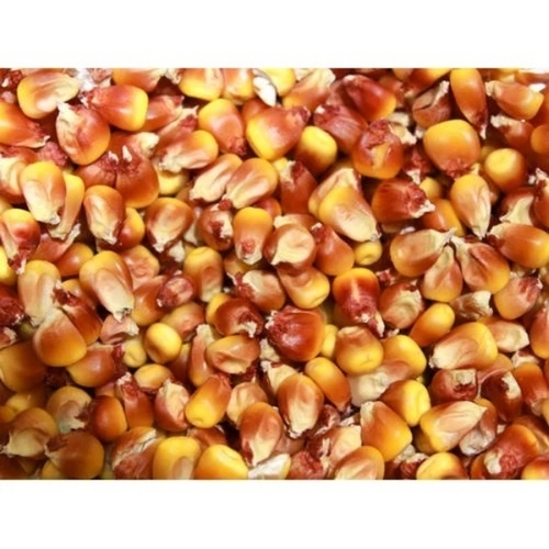 Maize Grains Cattle Feed