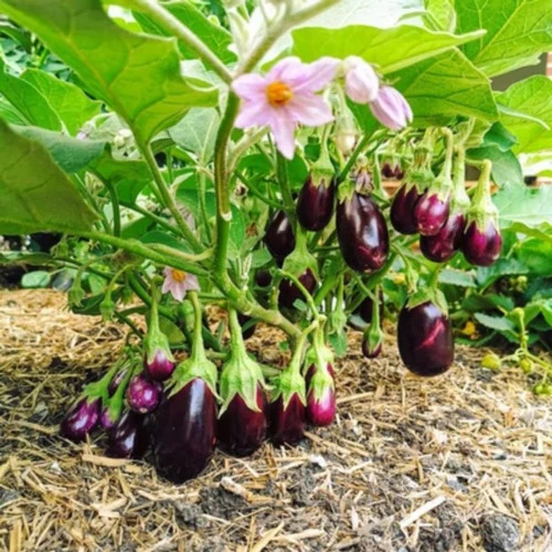 BRINAJL SEEDS VRAJ DARPAN F1
