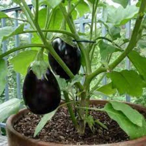 BRINAJL SEEDS VRAJ JANAK F1