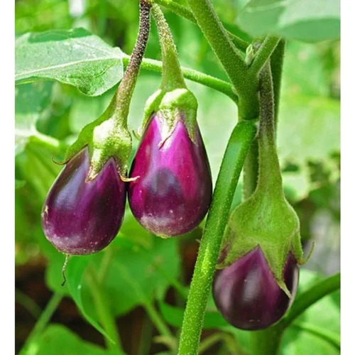 BRINAJL SEEDS VRAJ MOHAN F1