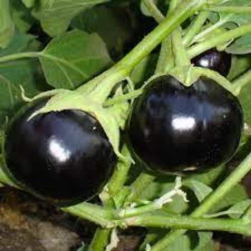 BRINAJL SEEDS VRAJ NAMITA F1