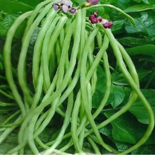 Cow Pea Seeds Gomati