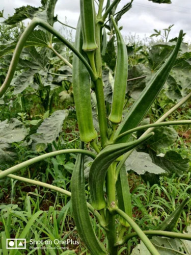 OKRA SEEDS VRAJ GUNJAN F1