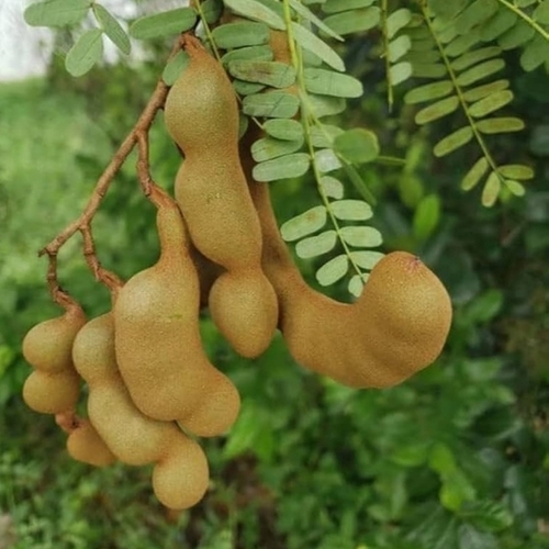 Rich Aroma Tamarind