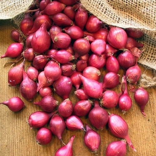 Rich Flavor Small Red Onion