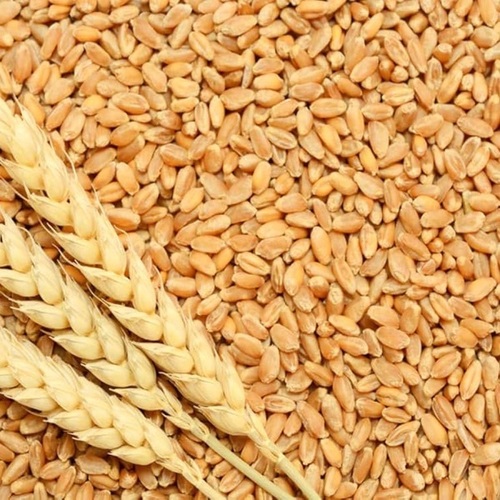 Wheat Grain - Color: Golden