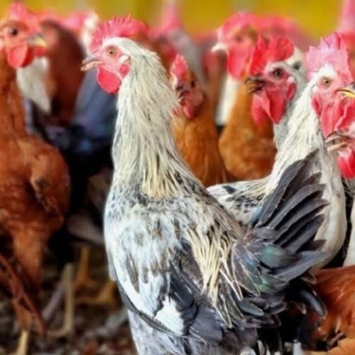 Desi Sonali Chick - Color: Available In Various Color
