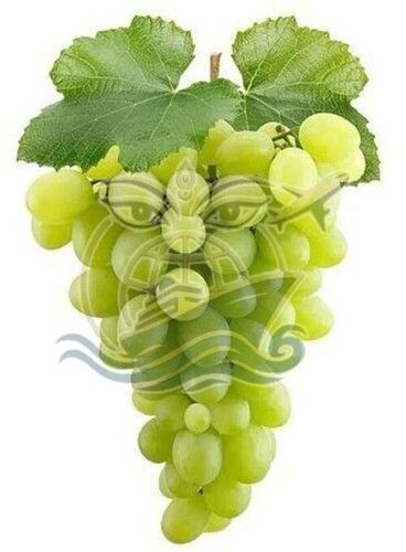 Green Grapes