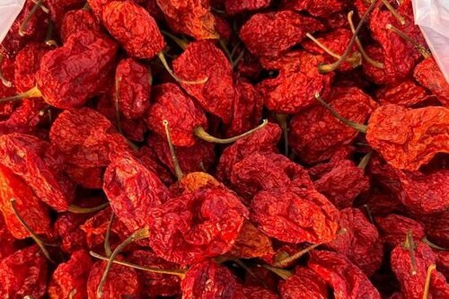 Bhut Jolokia Red Chilli