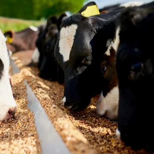 Cattle Feed