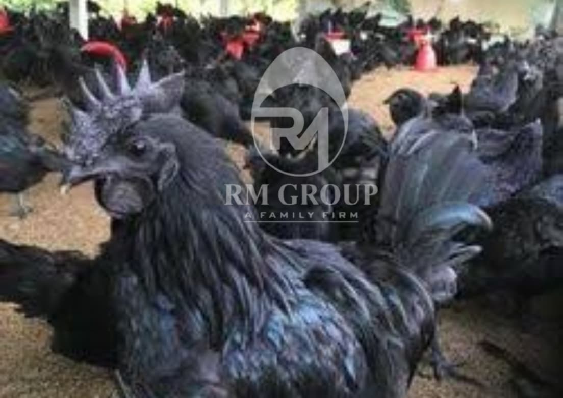 Kadaknath Chicks - Breed: Desi