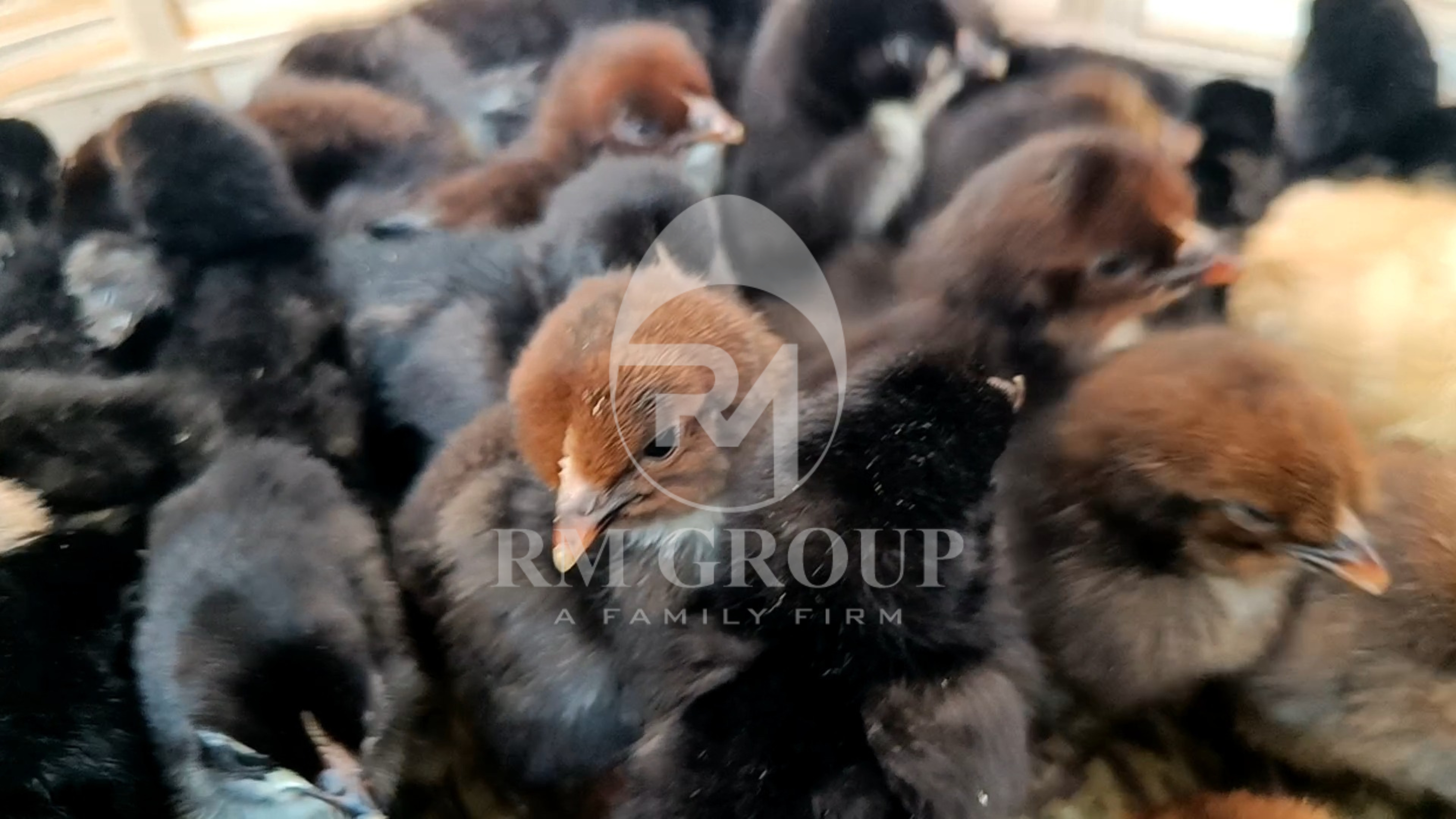 Sonali Chicks - Admixture (%): 2%