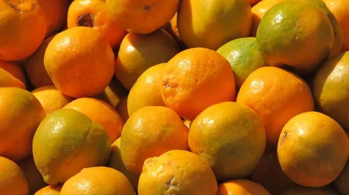A Grade Fresh Orange Fruits 
