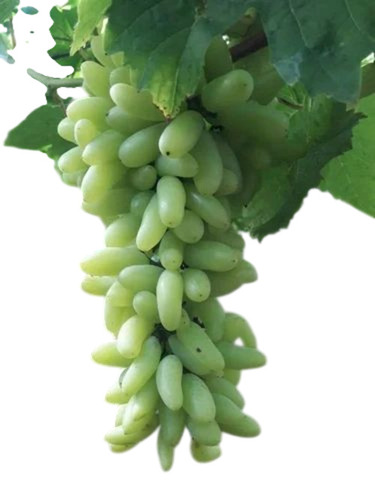Green Grapes