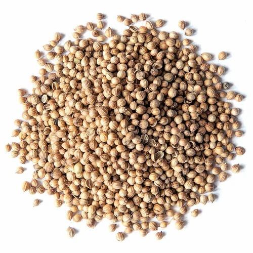 Natural Dried Coriander Seeds